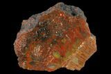 Polished Rainbow Petrified Wood (Araucarioxylon) - Arizona #147885-1